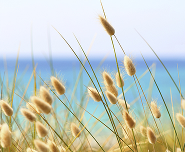 Bunny grasses with the ocean in teh background